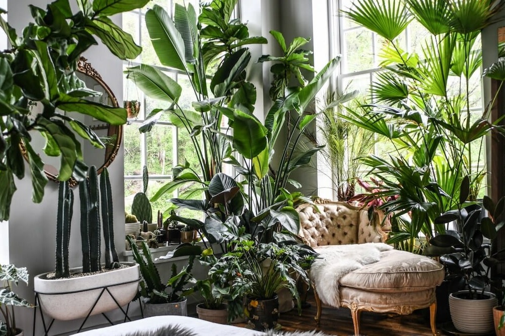 7 plante de interior pentru un aer mai curat